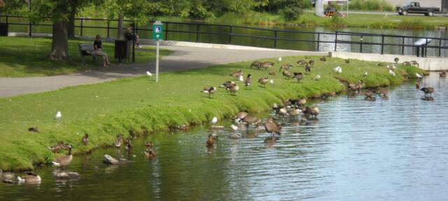 How To Keep Ducks Off Your Dock - About Dock Photos ...